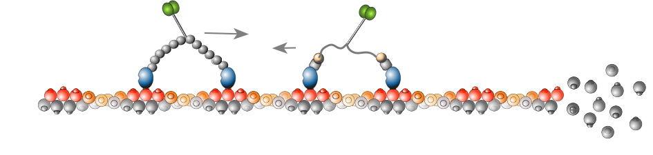 Myosin motility on a growing actin filament