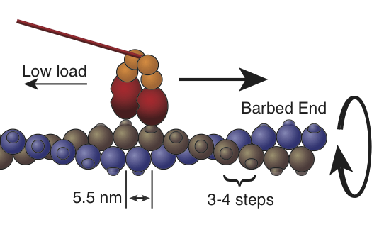 Stepping mechanism of nonmuscle myosin 2B