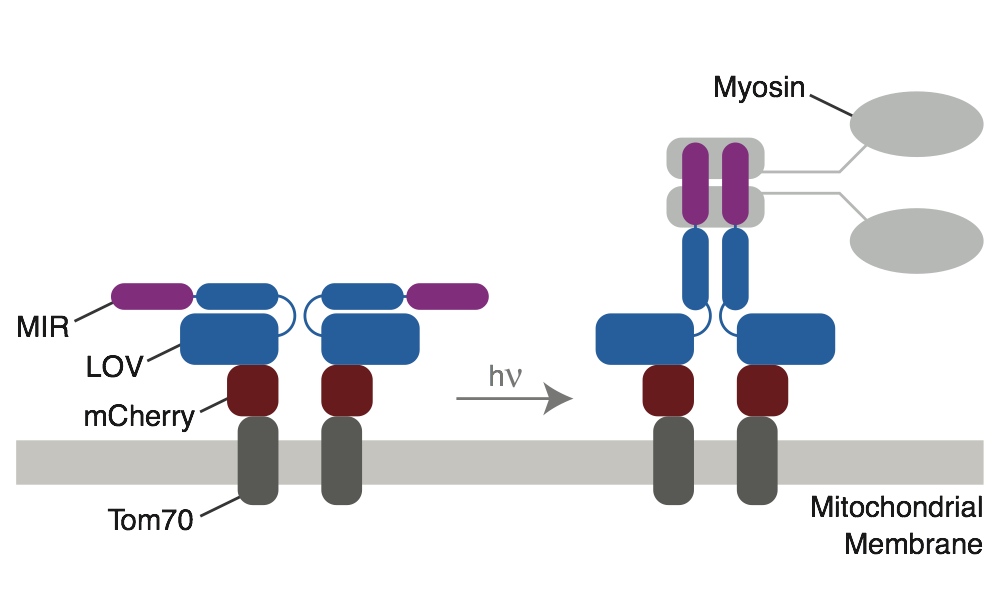 Optogenetic control of myosin-6